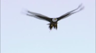 雄鹰空中飞翔姿态视频素材