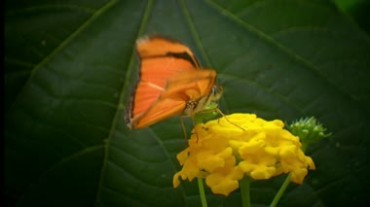 蝴蝶采花粉特写镜头视频素材