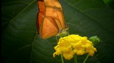 蝴蝶采花粉特写镜头视频素材