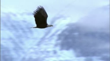 老鹰展开翅膀空中飞行视频素材
