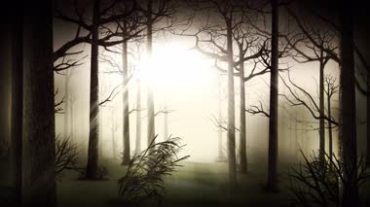 阳光照进树林诡异黑暗森林视频素材
