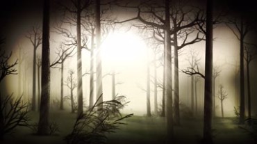 阳光照进树林诡异黑暗森林视频素材