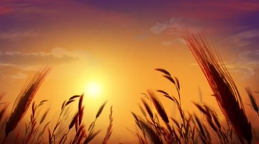夕阳下麦穗沉甸甸希望的田野视频素材