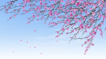 日本樱花开满花枝随风飘落视频素材