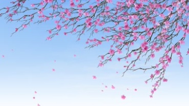 日本樱花开满花枝随风飘落视频素材