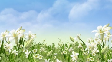 白色花朵白花盛开花海视频素材