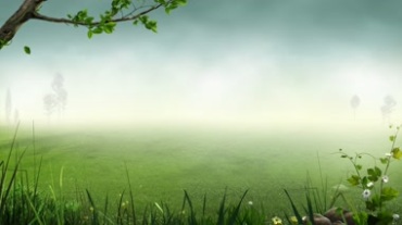 清晨的白雾绿色落叶洒落草地视频素材