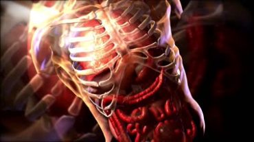 人体骨骼内脏医学教学视频素材