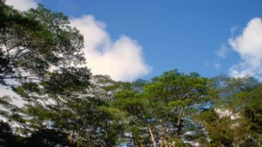 树林树梢枝头蓝天白云飘动视频素材
