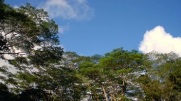 树林树梢枝头蓝天白云飘动视频素材