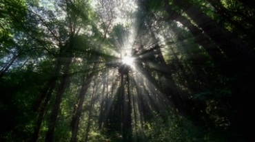 太阳光穿透茂密的树叶，树林阳光光线视频素材