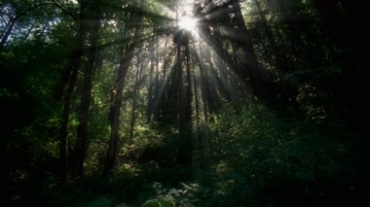 太阳光穿透茂密的树叶，树林阳光光线视频素材