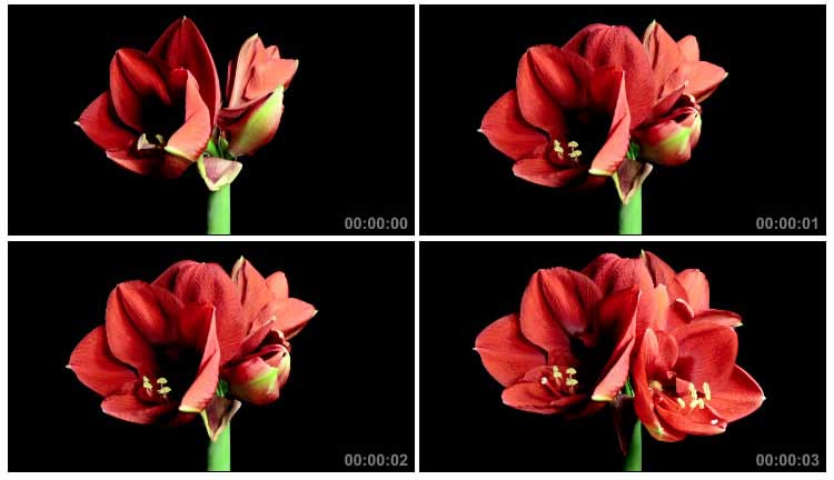 红色花苞开花盛开动态动画过程延时摄影黑屏视频素材