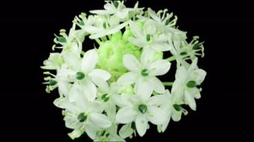白色小花开花过程动画特效黑屏抠像视频素材