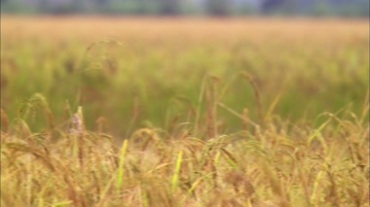 麦田农田麦子熟了视频素材