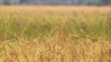 麦田农田麦子熟了视频素材