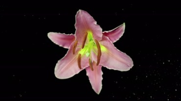 花苞开花盛开动态过程延时摄影抠像特效视频素材