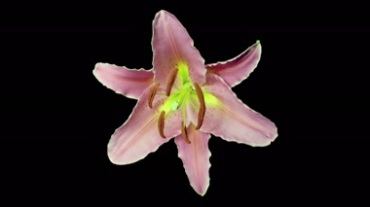花苞开花盛开动态过程延时摄影抠像特效视频素材