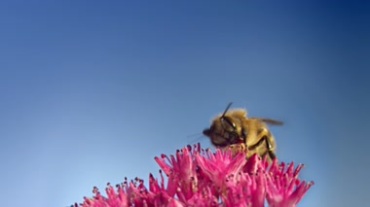 蜜蜂采花粉采蜜特写镜头视频素材