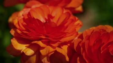 红色鲜艳盛开的花朵视频素材