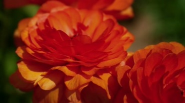 红色鲜艳盛开的花朵视频素材