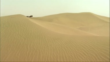 沙漠沙丘骆驼运输队视频素材