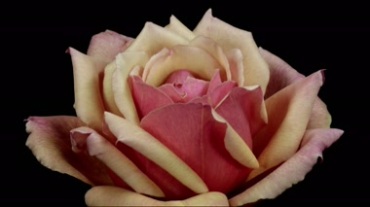 花朵花苞开花动画过程特写镜头视频素材