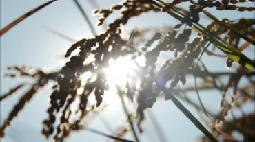 阳光照射饱满麦穗的特写镜头视频素材