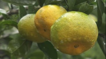 桔子果园橘子林视频素材