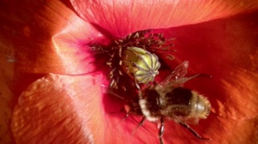 蜜蜂采收花粉采蜜过程特写镜头视频素材