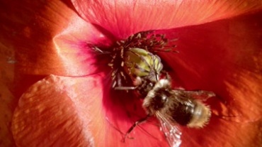 蜜蜂采收花粉采蜜过程特写镜头视频素材