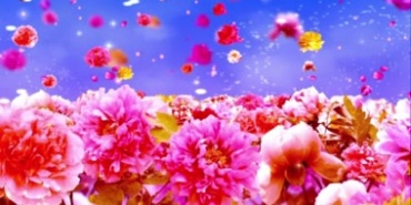牡丹花盛开花瓣粒子视频素材