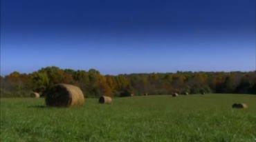 两只马在牧场草地上吃草视频素材