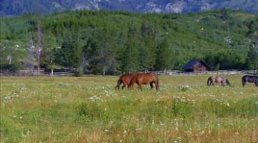 两只马在牧场草地上吃草视频素材