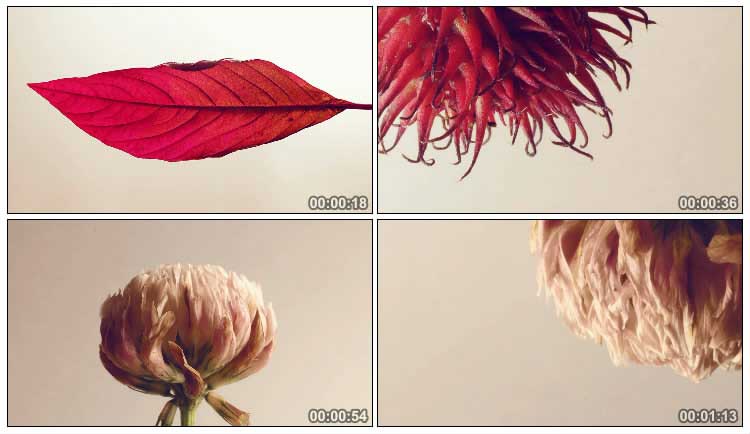 红叶植物叶子瓜果花朵枯萎干枯视频素材