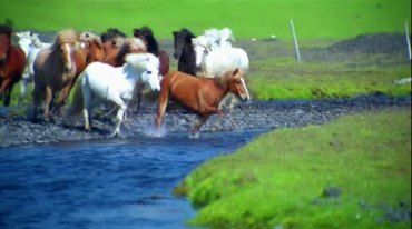 草原群马跨过河流淌水奔跑视频素材