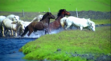 草原群马跨过河流淌水奔跑视频素材