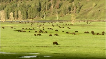 绿色草场草地上吃草的牛群视频素材