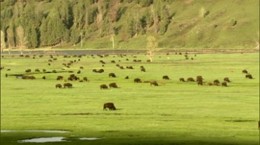 绿色草场草地上吃草的牛群视频素材