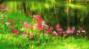 小河岸边的绿草红花春的气息视频素材