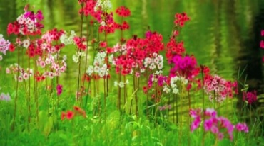 小河岸边的绿草红花春的气息视频素材