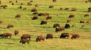牦牛群在草地上悠闲吃草视频素材