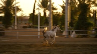 马场里的白马奔跑白色骏马跑姿视频素材