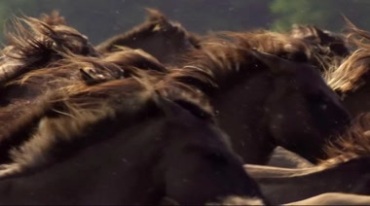 一群马奔跑马儿奔腾马脚马蹄特写视频素材