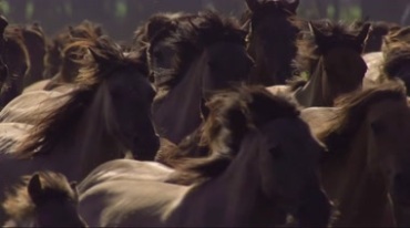 一群马奔跑马儿奔腾马脚马蹄特写视频素材