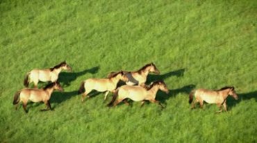大草原上马群奔跑放牧马匹万马奔腾视频素材