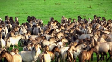 大草原上马群奔跑放牧马匹万马奔腾视频素材