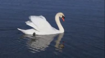 两只白天鹅在湖中相互依偎亲昵视频素材