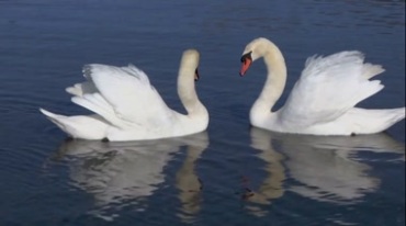 两只白天鹅在湖中相互依偎亲昵视频素材