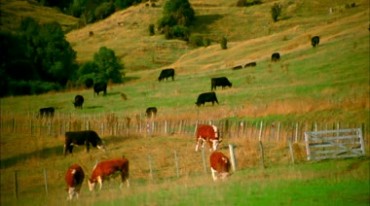 草原牧场放牧牛羊成群美丽风景视频素材